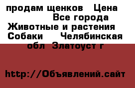 продам щенков › Цена ­ 15 000 - Все города Животные и растения » Собаки   . Челябинская обл.,Златоуст г.